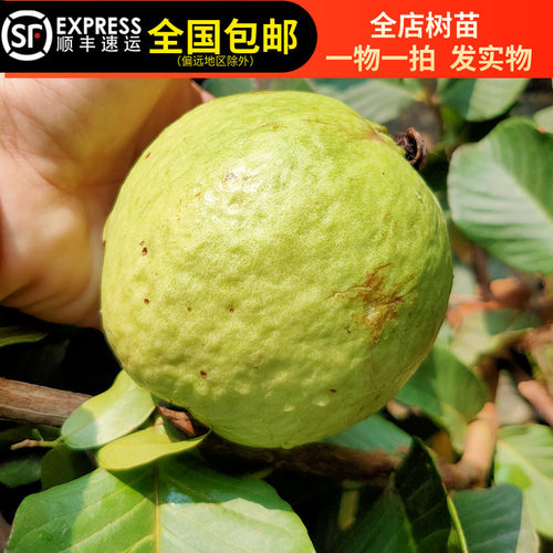 台湾红宝石芭乐西瓜芭乐番石榴树苗红心番石四季结果15年淘宝老店