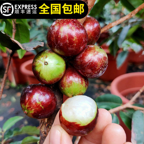 艾斯卡嘉宝果树苗红色果四季结果皮薄香甜果15年淘宝老店