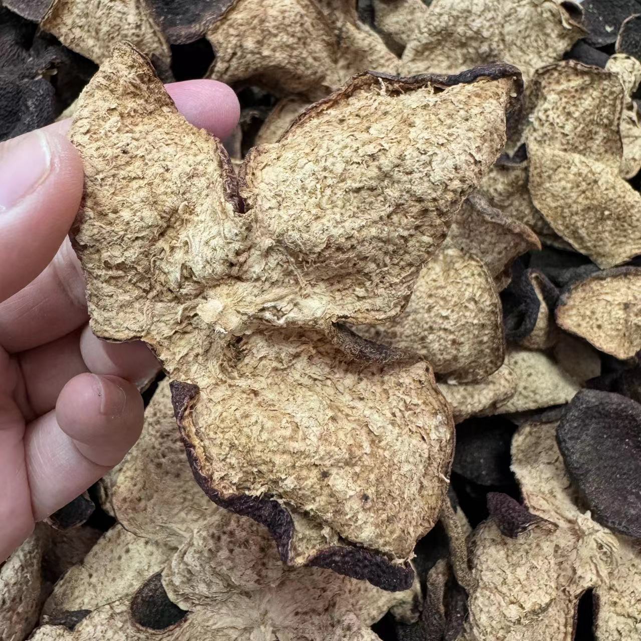 2015年新会东甲陈屋围原枝冬后大红皮