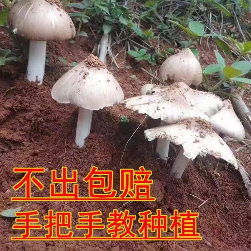 蘑菇菌种鸡枞子高产伞把菇三塔菌荔枝菌云南菌人工种植包家种