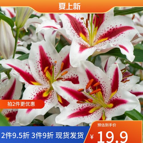 乔乔花屋荷兰进口百合花种球东方系列香水单瓣多个品种3粒装8月发