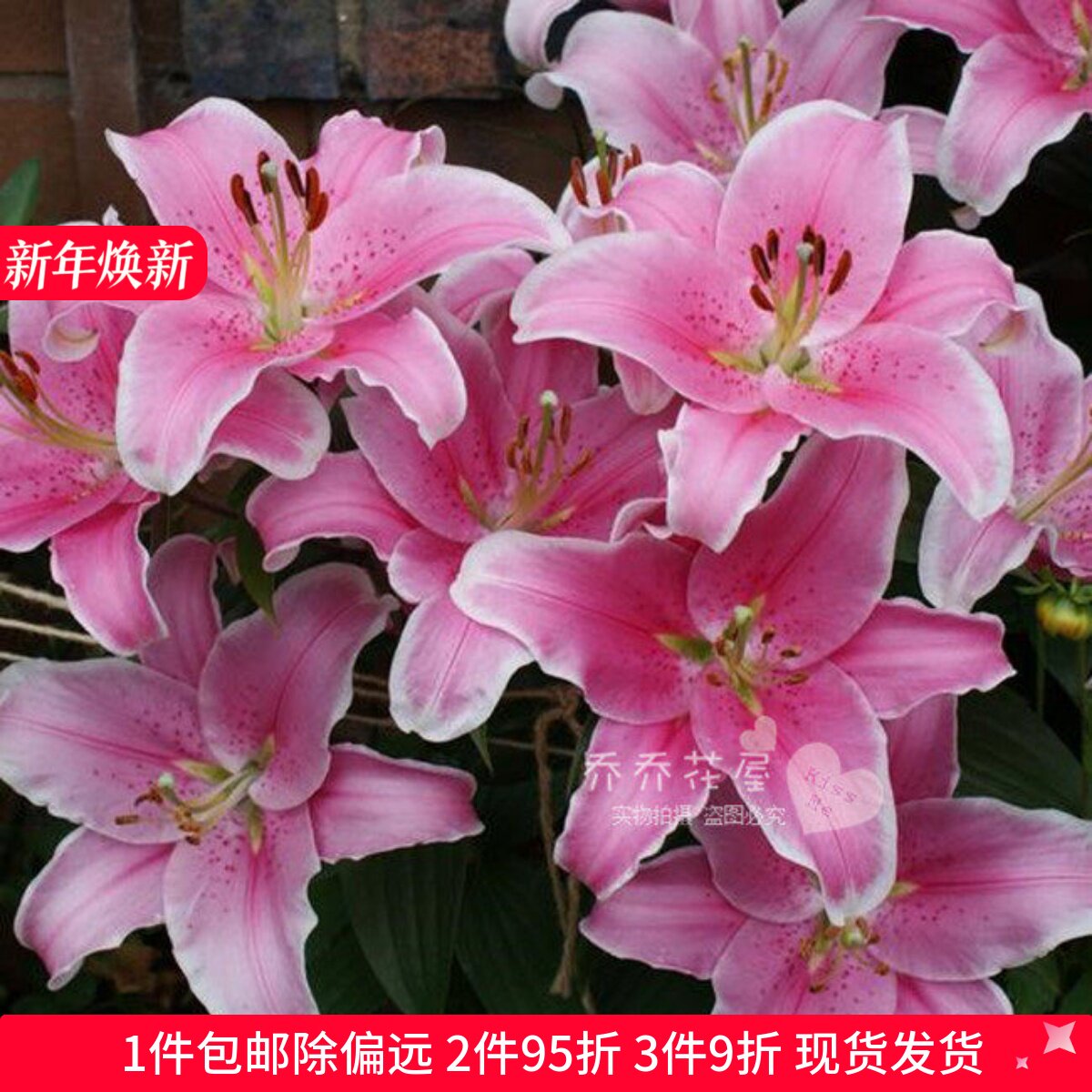 乔乔花屋荷兰进口百合花种球O东方系列香水单瓣多个品种3粒装现货