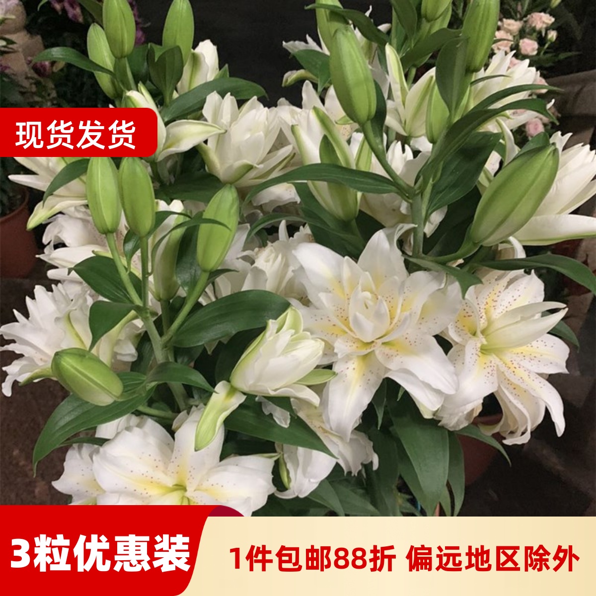 乔乔花屋 荷兰进口香水百合花种球西塔重瓣矮化 3粒装现货