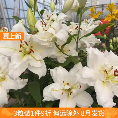 乔乔花屋 荷兰进口香水百合花种球暴风OT系列重瓣耐热 3粒装8月发