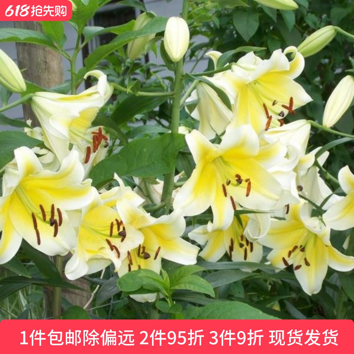 乔乔花屋 荷兰进口香水百合花种球OT系列耐热木门黄色 3粒装现货