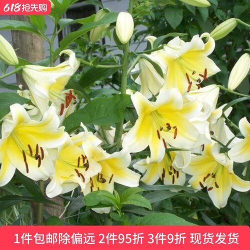 乔乔花屋 荷兰进口香水百合花种球OT系列耐热木门黄色 3粒装现货