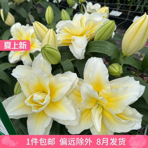 乔乔花屋 百合花种球东方重瓣香水多个品种系列 1粒装8月发
