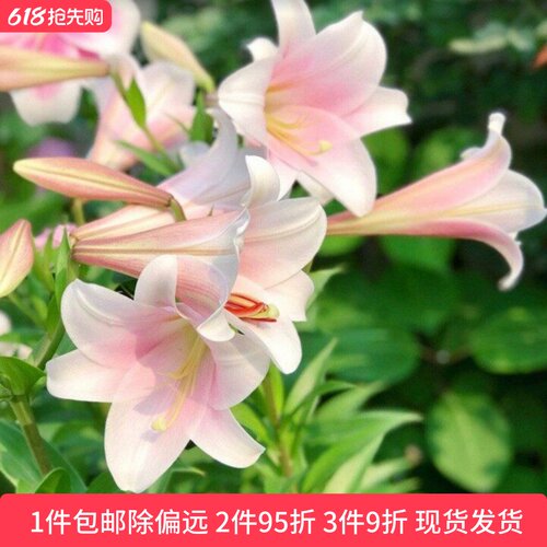 乔乔花屋荷兰进口百合花种球LO/铁炮系列喇叭花多个品种3粒装现货