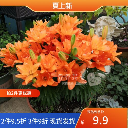 乔乔花屋 荷兰进口矮化百合种球矮化盆栽系列多个品种 3粒装现货