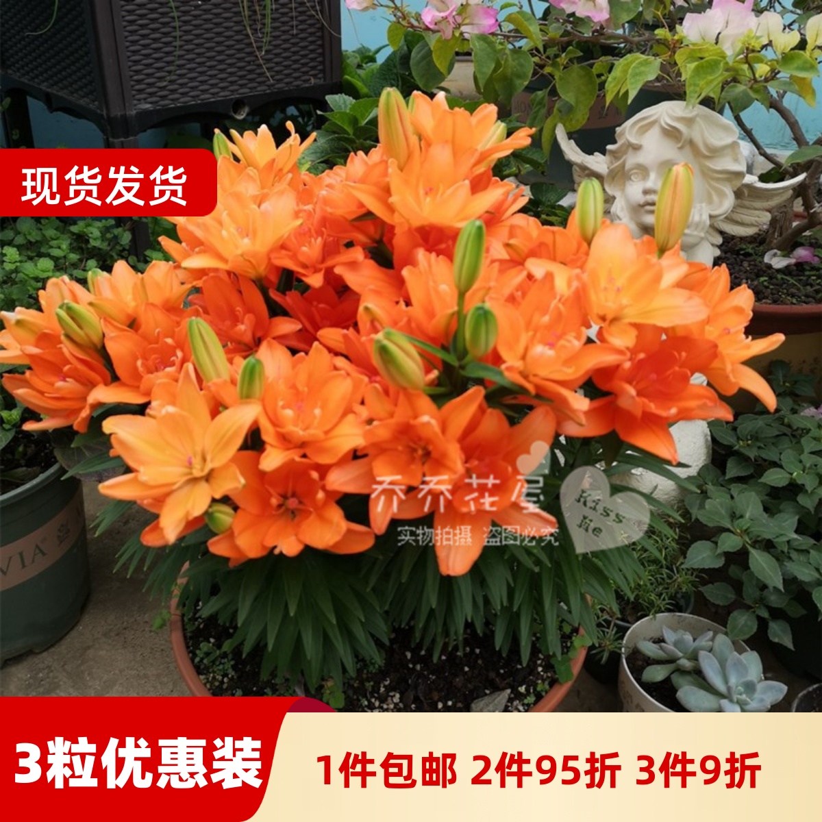 乔乔花屋 荷兰进口矮化百合种球矮化盆栽系列多个品种 3粒装现货