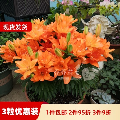 乔乔花屋 荷兰进口矮化百合种球矮化盆栽系列多个品种 3粒装现货