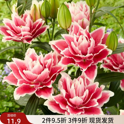 乔乔花屋 百合花种球重瓣香水多个品种系列经典款新款 3粒装现货
