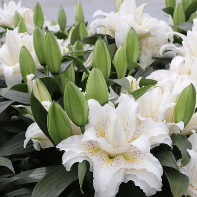 乔乔花屋香水百合花种球重瓣系列矮化高杆1粒装多个品种现货 虎窝淘