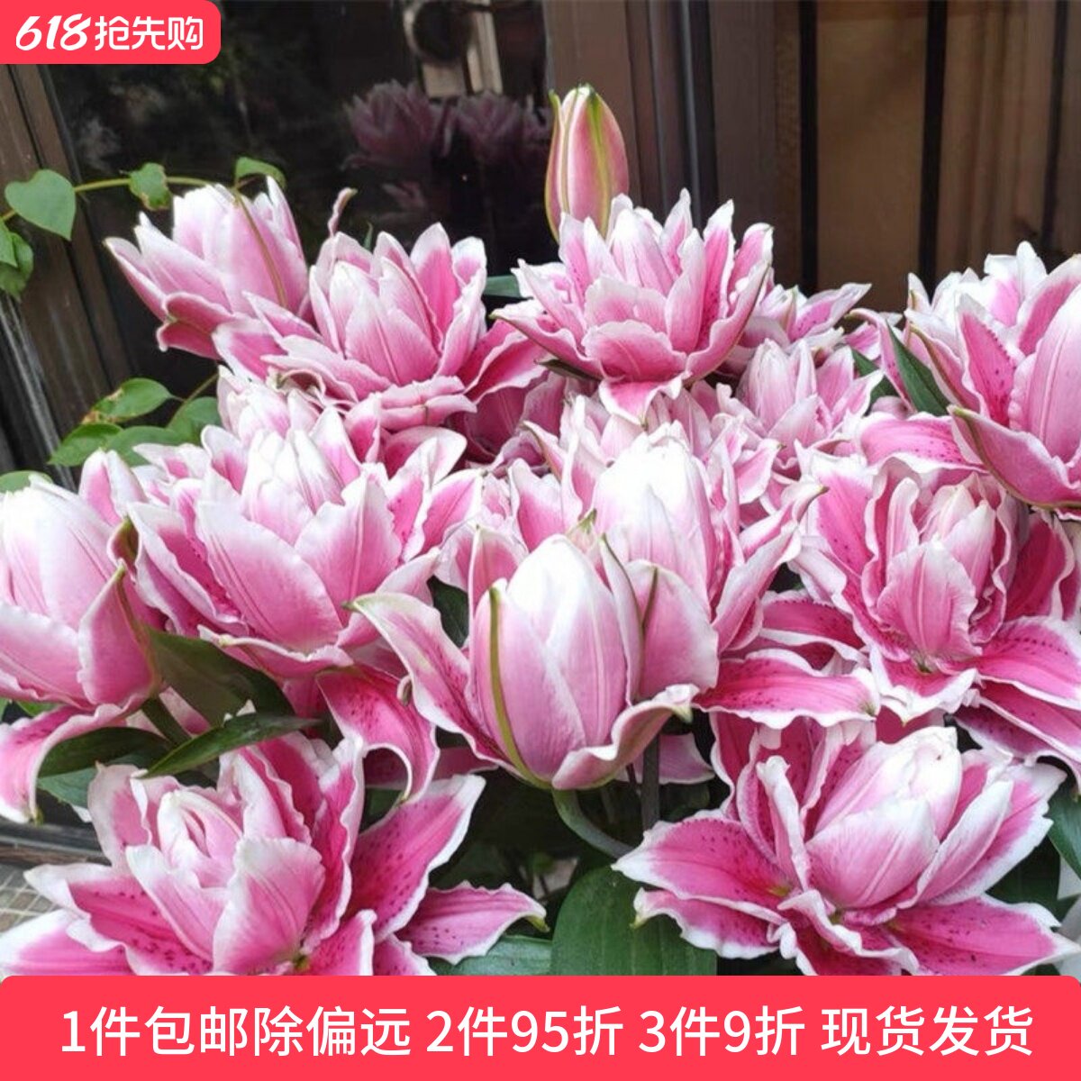 乔乔花屋 荷兰进口香水百合花种球火星之恋艳粉色重瓣 3粒装现货