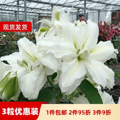 乔乔花屋 荷兰进口香水百合花种爱莎白色绿心重瓣浓香 3粒装现货