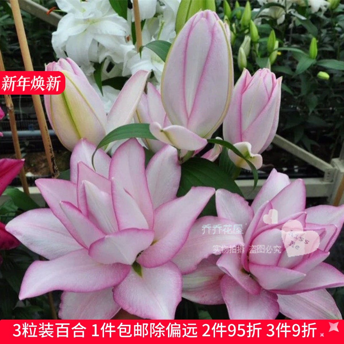 乔乔花屋 荷兰进口香水百合种球奥斯卡重瓣白色粉边 3粒装现货,鲜花速递/花卉仿真/绿植园艺,时令草本花卉,淘宝优惠券,粉丝福利购,淘宝优惠卷