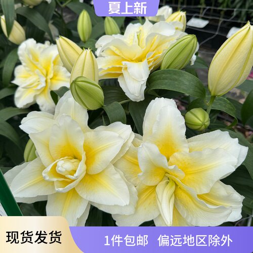 乔乔花屋 百合花种球东方重瓣香水多个品种系列 1粒装现货