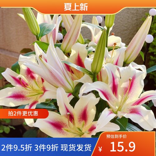百合球庭院大球四季百合花