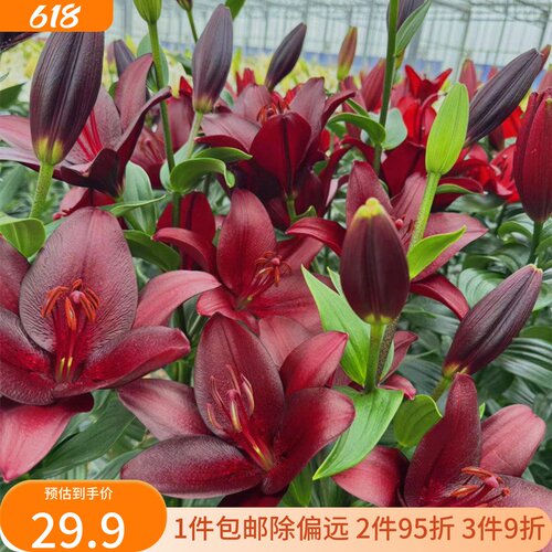 乔乔花屋 荷兰进口百合花种球LA系列单瓣黑贝壳深红色 3粒装现货