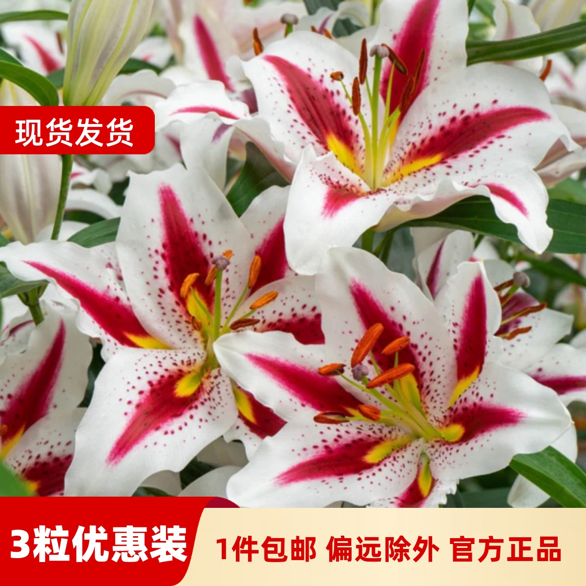 乔乔花屋荷兰进口百合花种球O东方系列香水单瓣多个品种3粒装现货