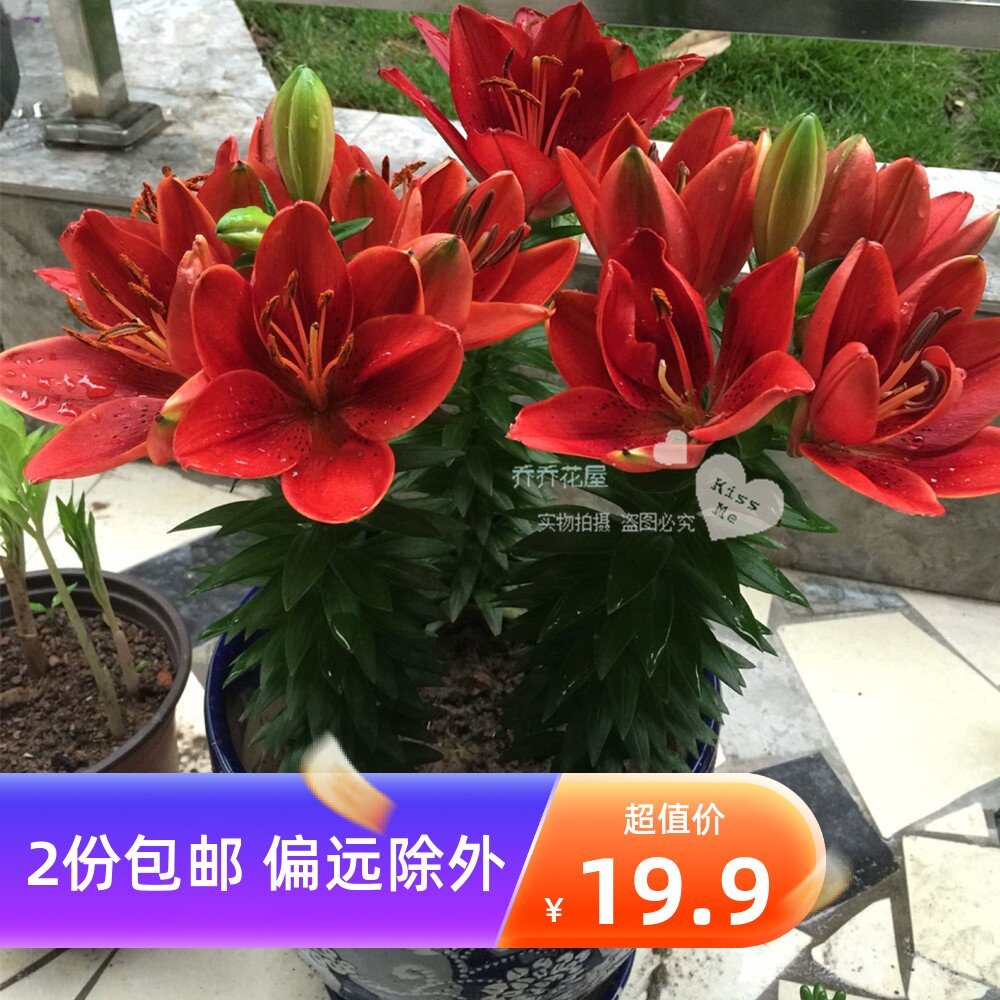 朱顶红种球种植方法和时间价格 朱顶红多少钱 Qq七彩网