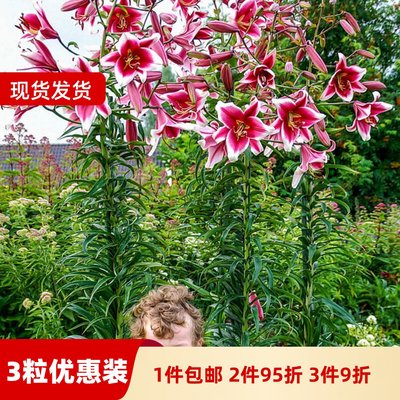 百合球庭院大球四季百合花