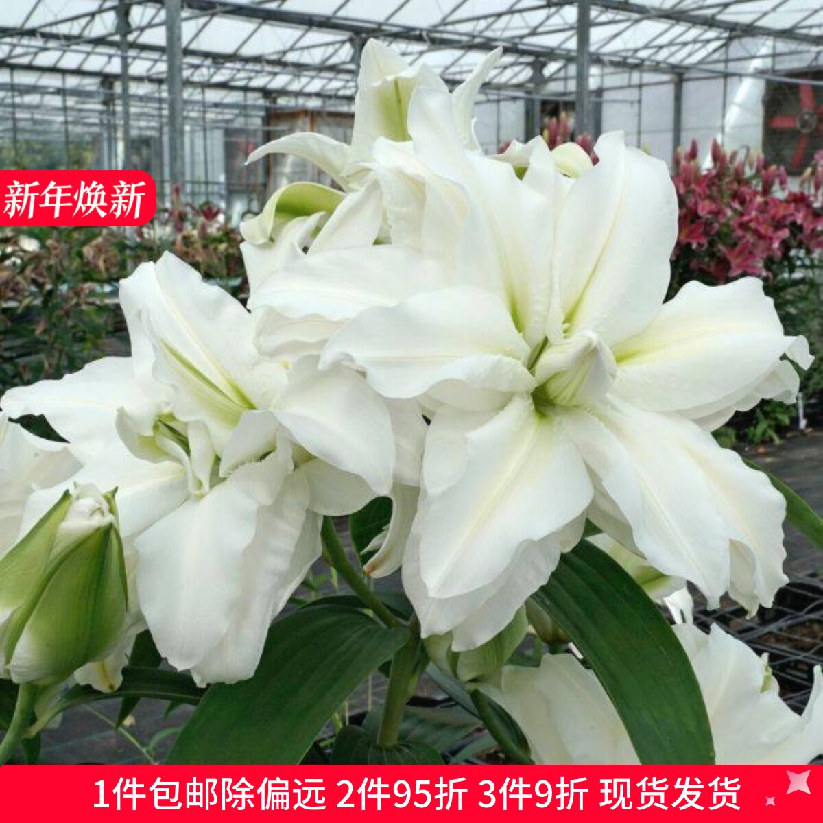 乔乔花屋 荷兰进口香水百合花种爱莎白色绿心重瓣浓香 3粒装现货