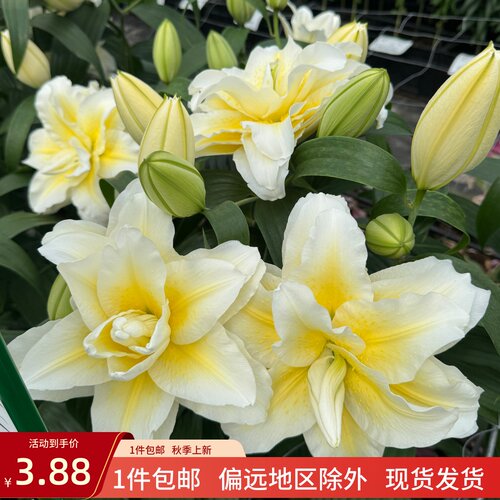 乔乔花屋 百合花种球东方重瓣香水多个品种系列 1粒装现货