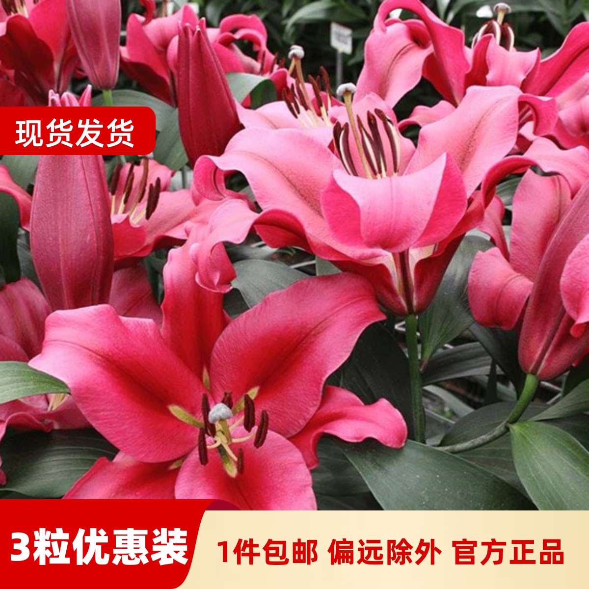 乔乔花屋 荷兰进口香水百合花种球OT系列经典款帕拉佐 3粒装现货