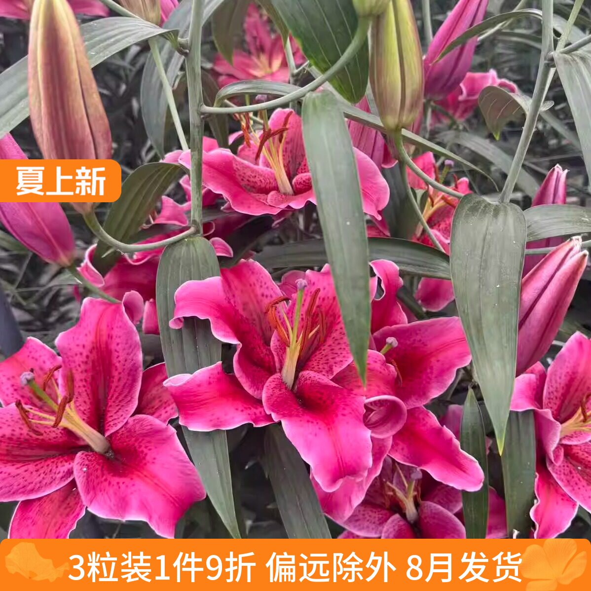 乔乔花屋荷兰进口百合花种球O/OT系列香水单瓣多个品种3粒装8月发