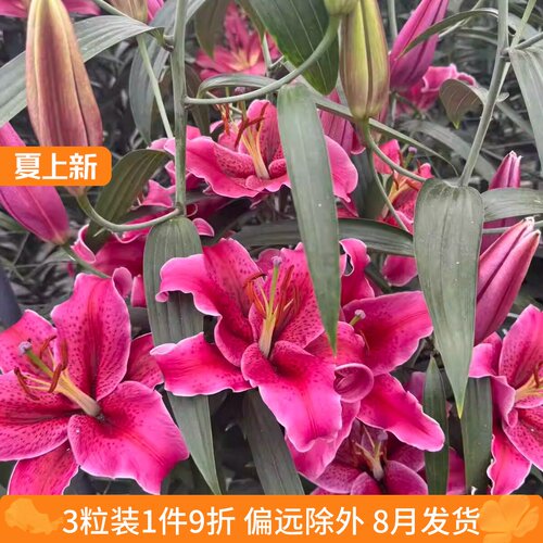 百合球庭院大球四季百合花