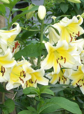 乔乔花屋 荷兰进口香水百合花种球OT系列耐热木门黄色 3粒装现货