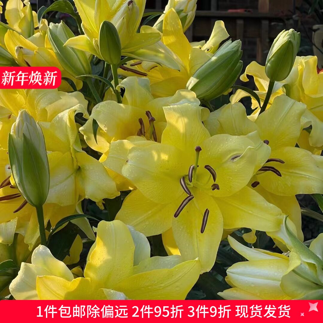 乔乔花屋 荷兰进口百合花种球香水重瓣系列经典款 3粒现货