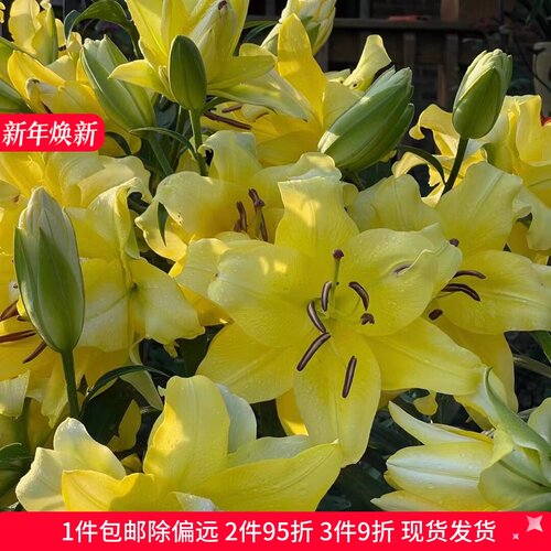 乔乔花屋 荷兰进口百合花种球香水重瓣系列经典款 3粒现货