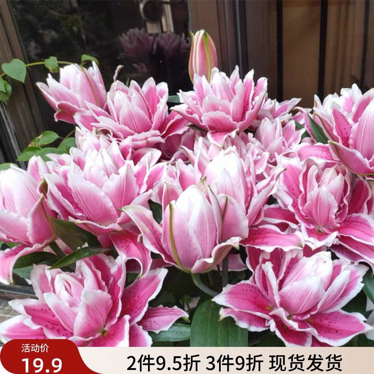 乔乔花屋 荷兰进口香水百合花种球火星之恋艳粉色重瓣 3粒装现货