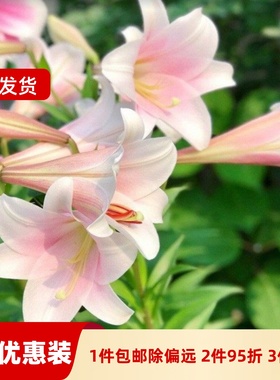 乔乔花屋荷兰进口百合花种球LO/铁炮系列喇叭花多个品种3粒装现货