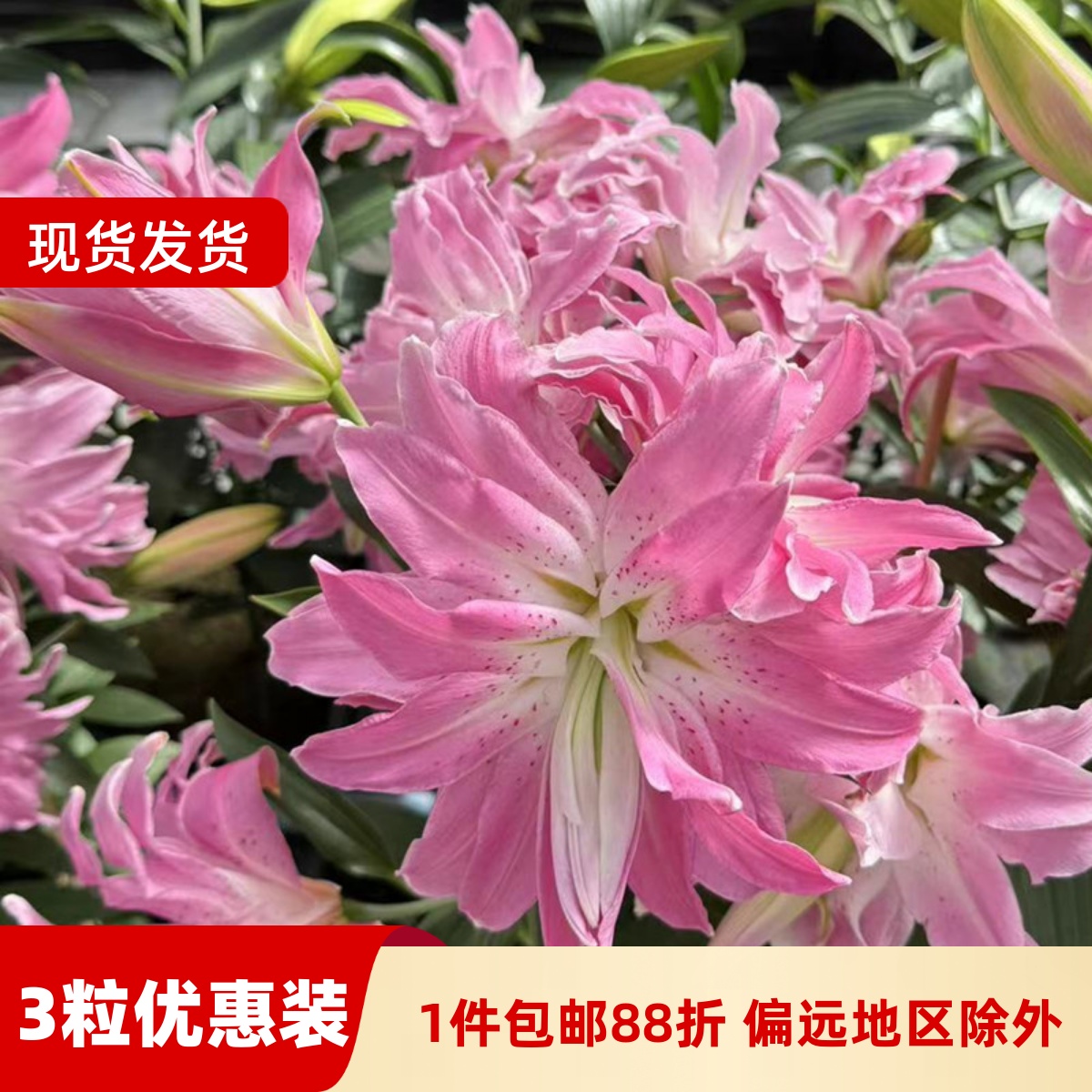 乔乔花屋 荷兰进口百合花种球香水重瓣系列经典款 3粒现货