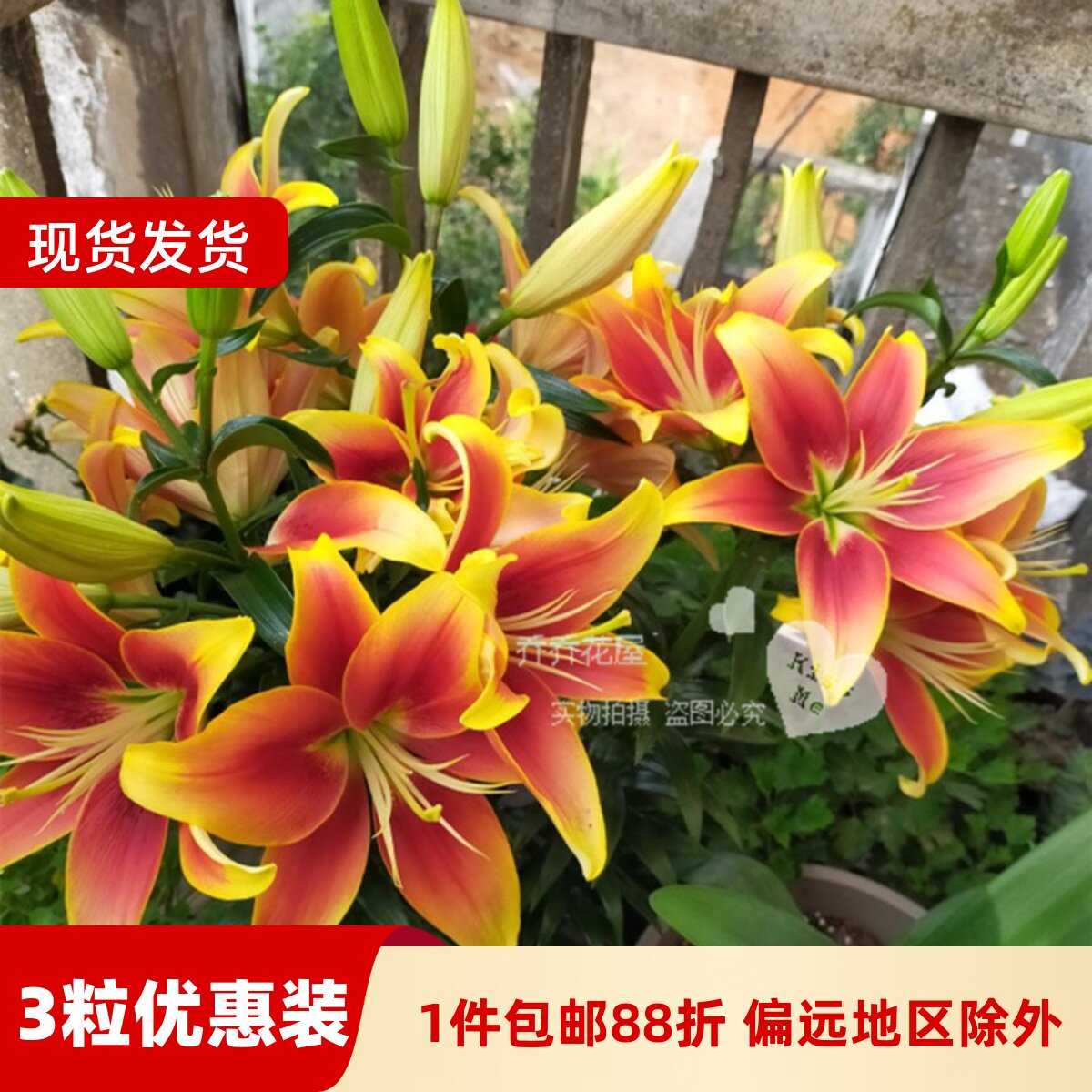 乔乔花屋 百合花种球LA/LO系列无香单瓣重瓣多个品种 3粒装现货