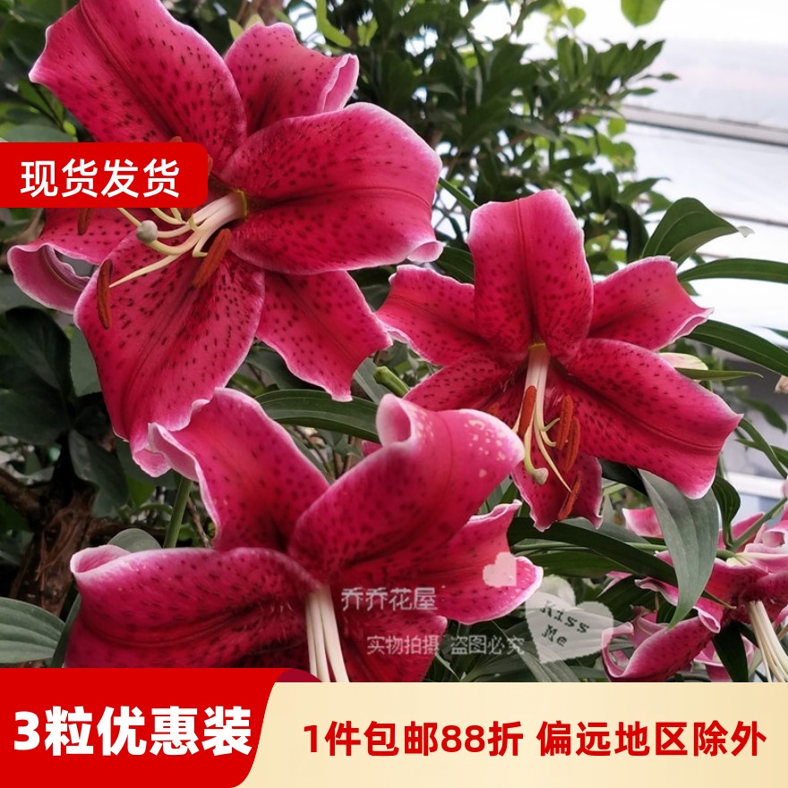 乔乔花屋 荷兰进口香水百合花种球O系列经典款黑美人 3粒装现货