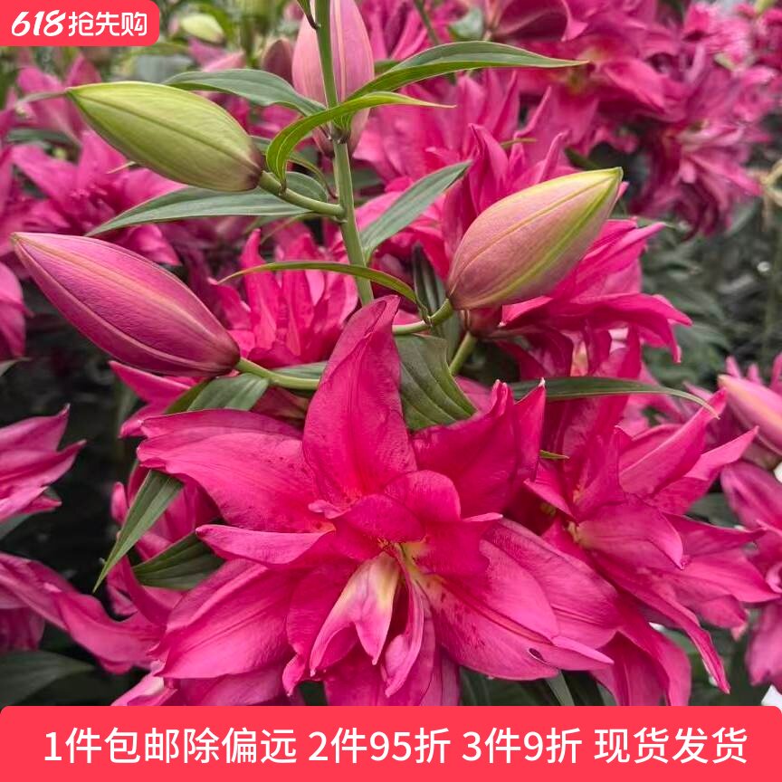 乔乔花屋2026春季荷兰进口百合球多个品种重瓣单瓣3粒装现货发货