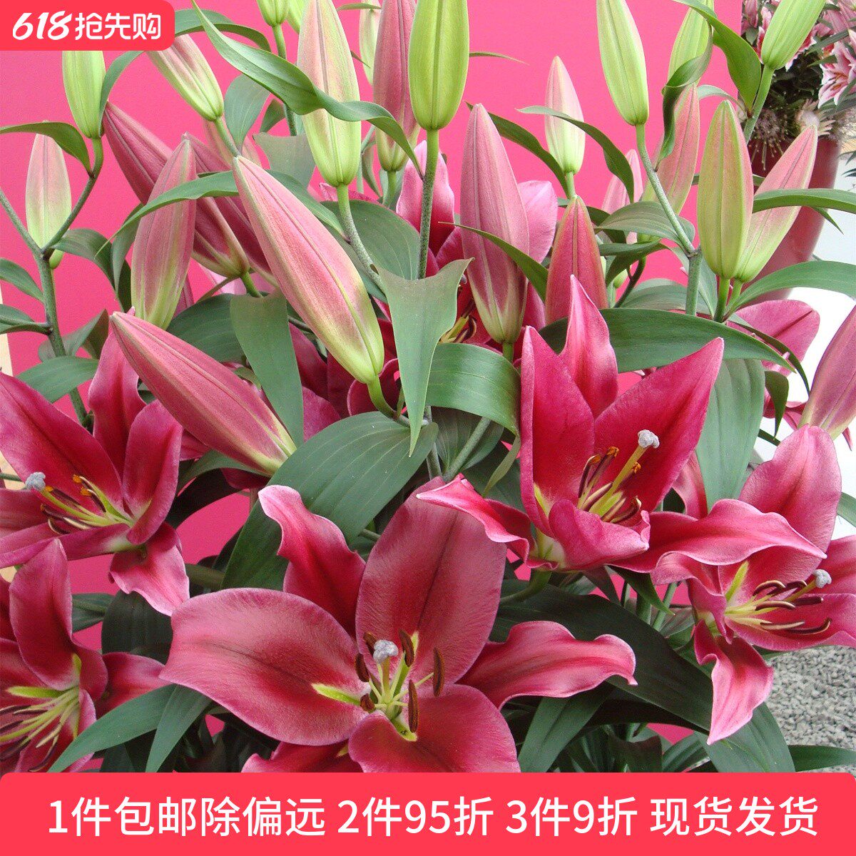 乔乔花屋荷兰进口百合种球OT系列大花浓香单瓣多个品种3粒装现货