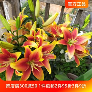 Цяо Цяо Хуайя лилия Посадка мяча la/lo серия не ладан один клапан многократный разводить  3 капсулы сейчас в наличии