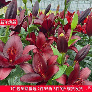 乔乔花屋 荷兰进口百合花种球LA系列单瓣重瓣多个品种 3粒装现货