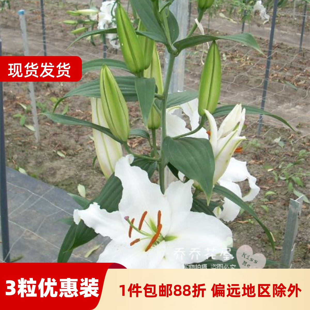 乔乔花屋 荷兰进口香水百合花种球O系列经典款西伯利亚 3粒装现货