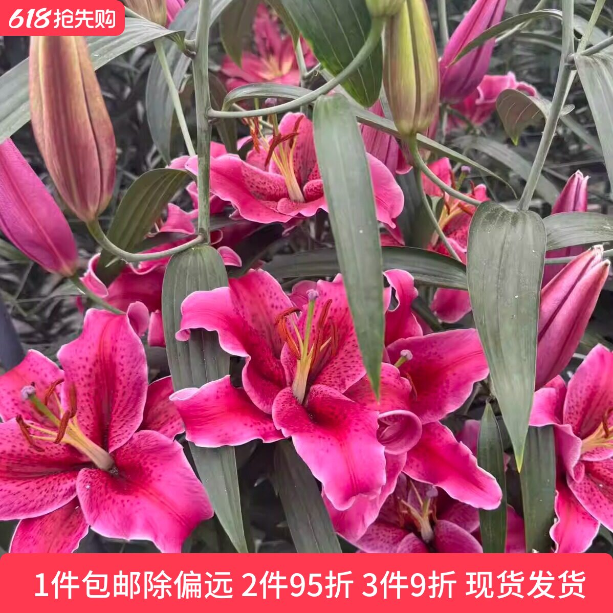 乔乔花屋荷兰进口百合花种球O/OT系列香水单瓣多个品种 3粒装现货