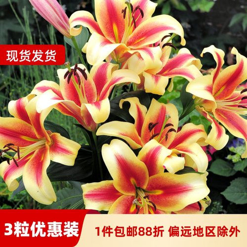 百合球庭院大球四季百合花