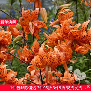 乔乔花屋 荷兰进口百合花种球LA重瓣系列无香多个品种 3粒装现货