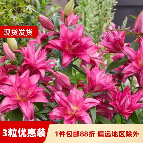乔乔花屋 百合花种球重瓣香水多个品种系列经典款新款 3粒装现货