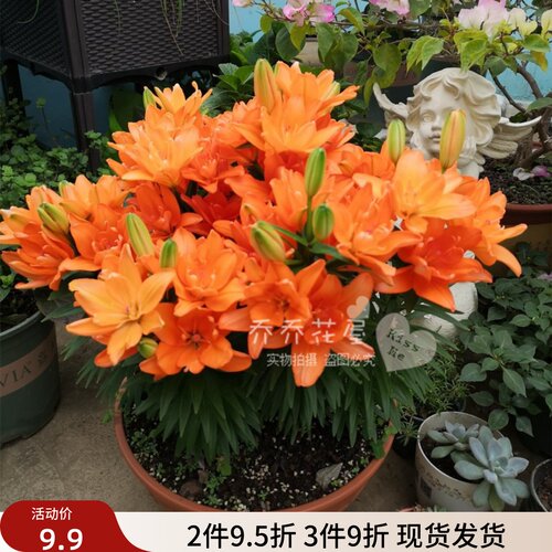 乔乔花屋 荷兰进口矮化百合种球矮化盆栽系列多个品种 3粒装现货