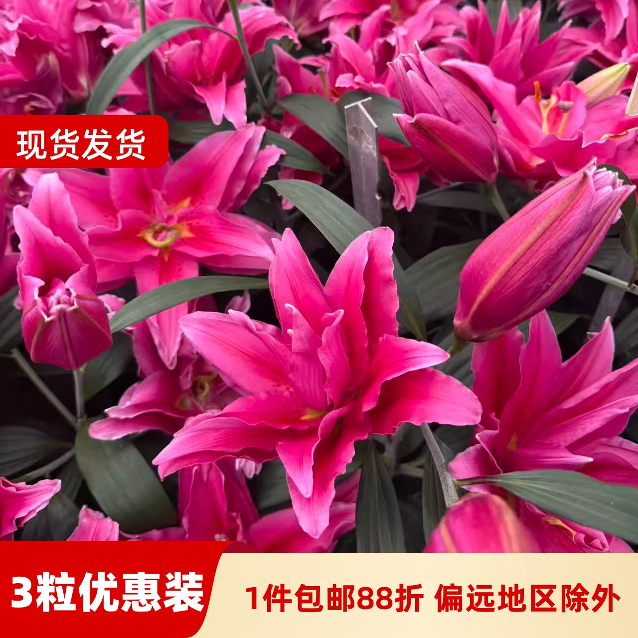 百合花阳台多年生春天